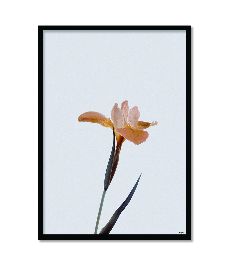 Single Flower