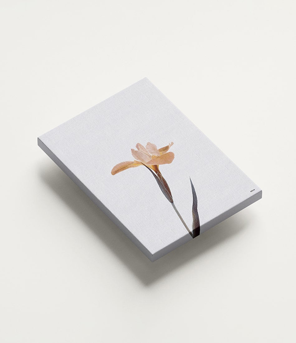 Single Flower