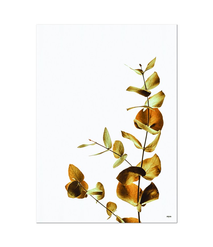 0_43_dried-leaves-nf2