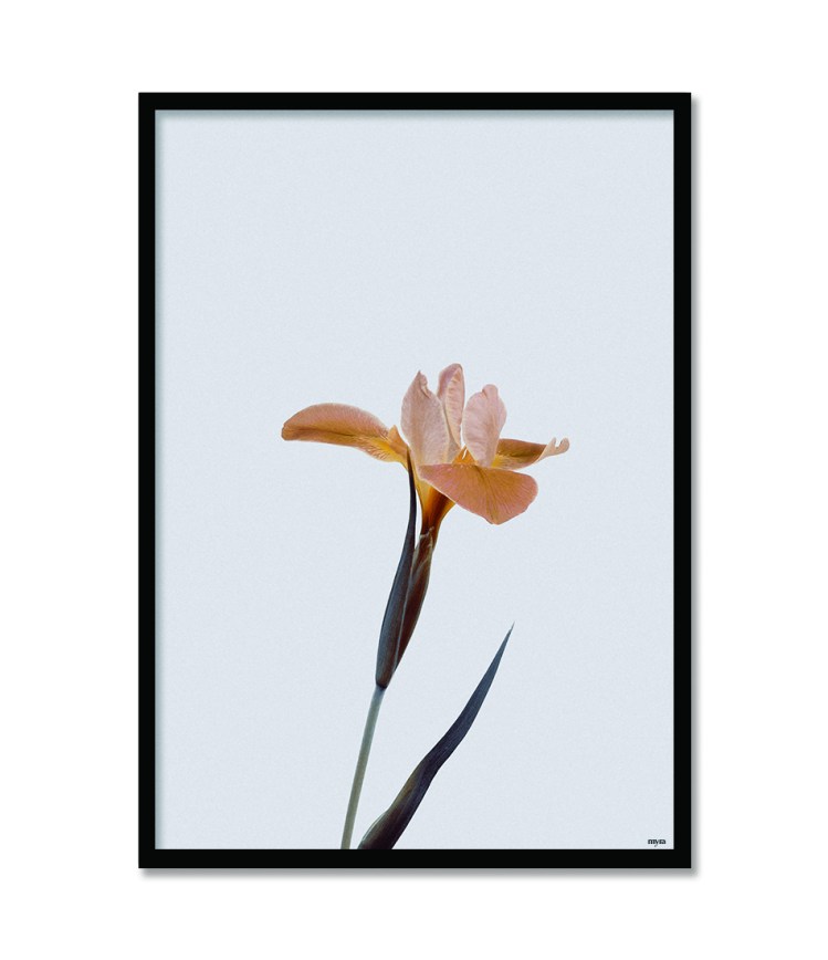 15_single-flower-bf6