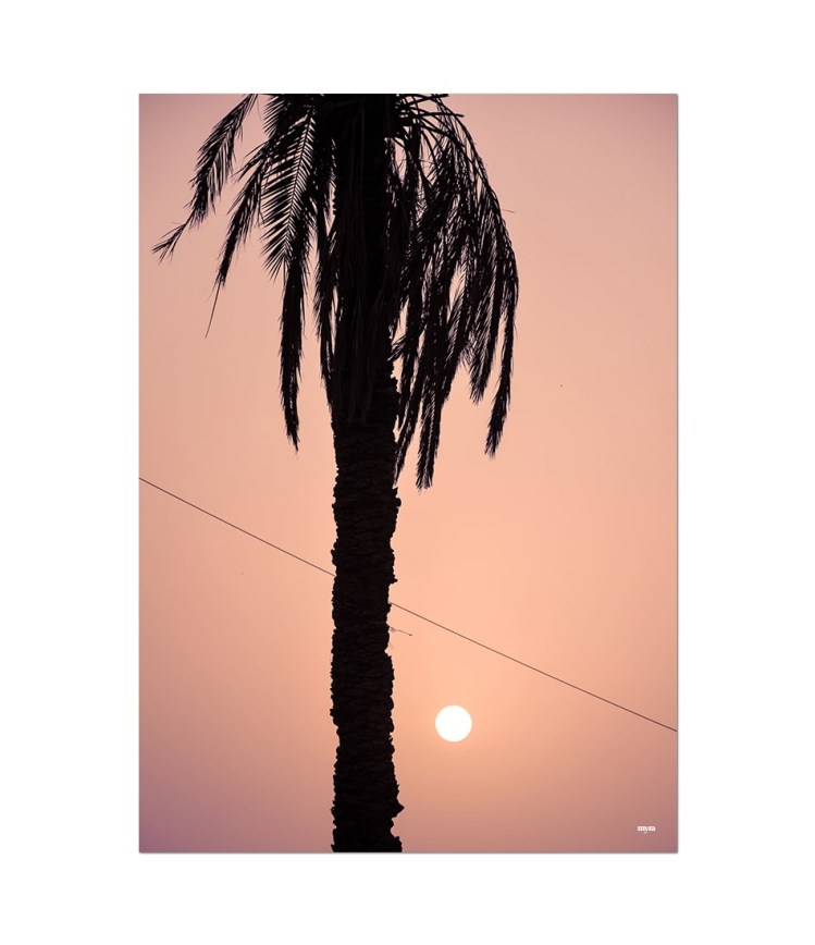nf_8_palm-tree-9